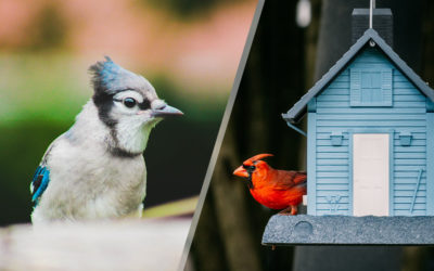 Birdwatching in the Southeast