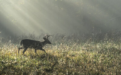 National Wildlife Day